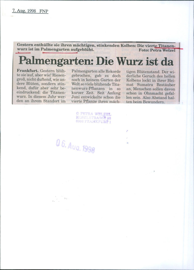 1998 PALM PLANTS FOUR TITANS WURZ BLOOMED GARD - Vintage Photograph