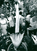 1998 PALM PLANTS FOUR TITANS WURZ BLOOMED GARD - Vintage Photograph