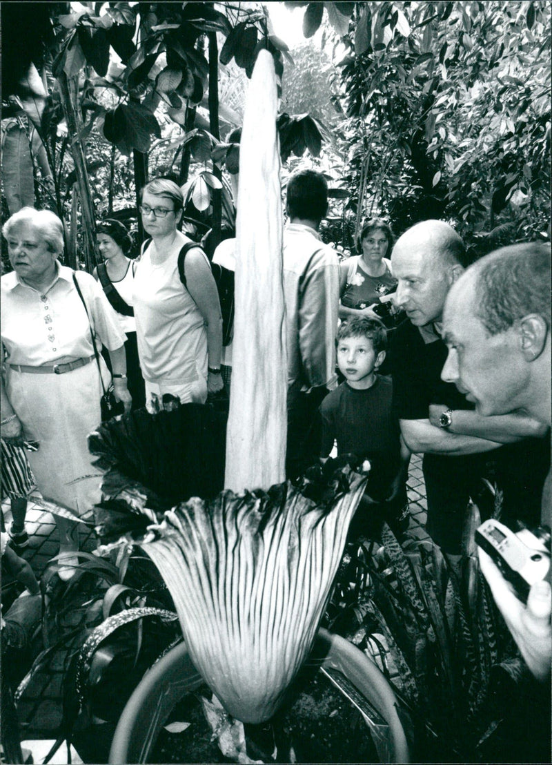 1998 PALM PLANTS FOUR TITANS WURZ BLOOMED GARD - Vintage Photograph