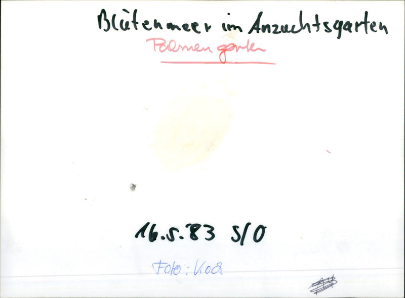 1983 PALM PLANTS BLEEDING SEA PAOMEN BREAKING LAKE FOLO KOA - Vintage Photograph