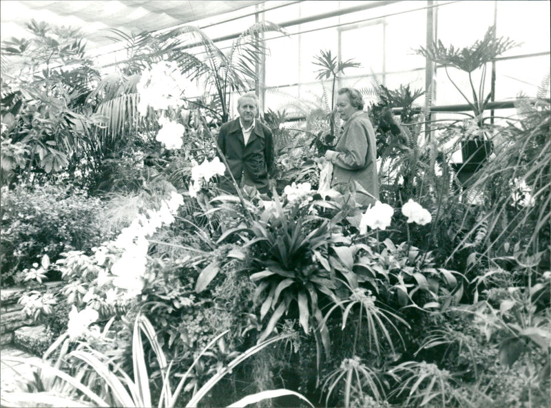 1983 PALM PLANTS BLEEDING SEA PAOMEN BREAKING LAKE FOLO KOA - Vintage Photograph