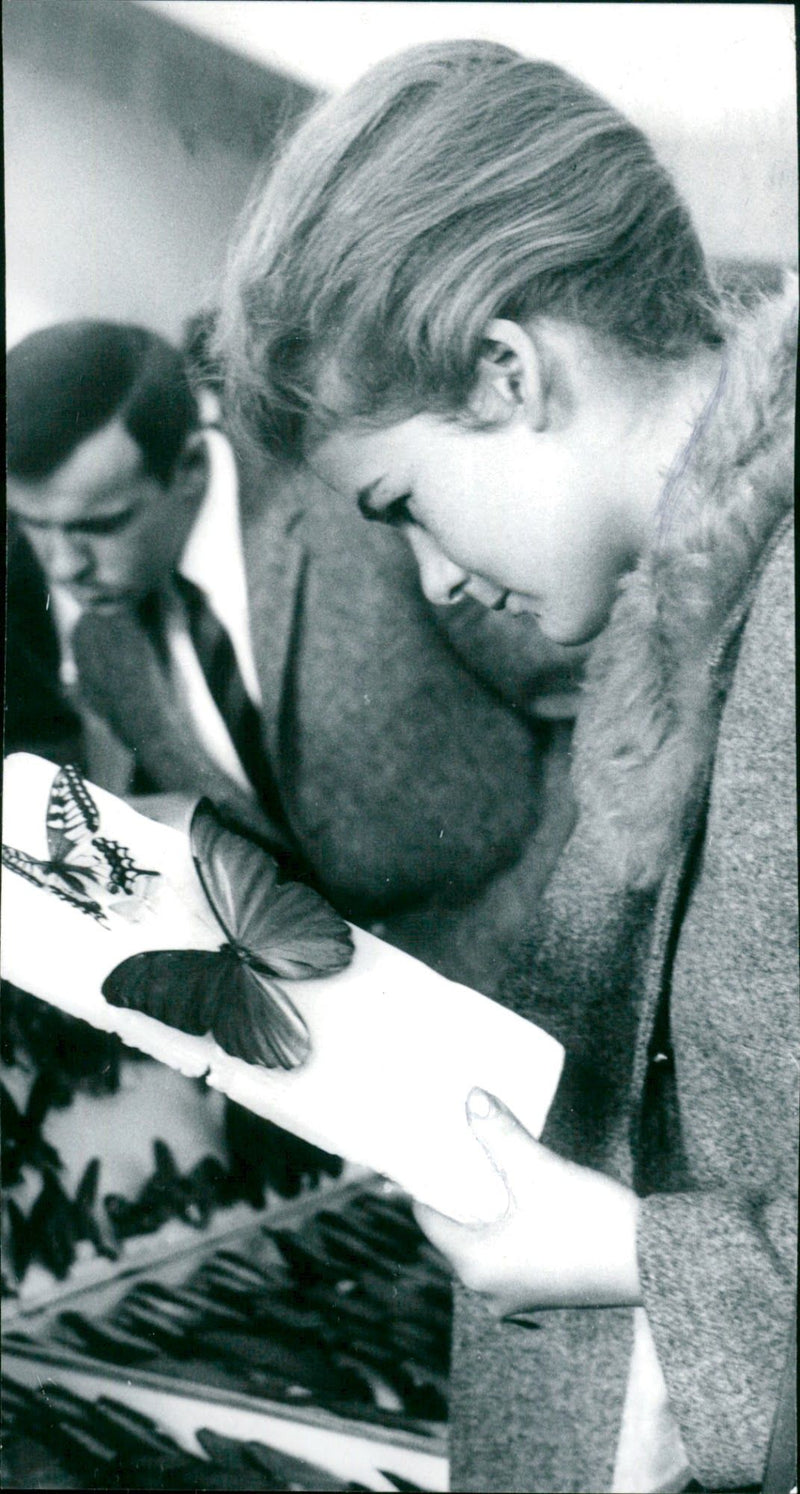 Insect exhibition - Vintage Photograph