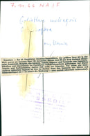 A pair of insects - Vintage Photograph