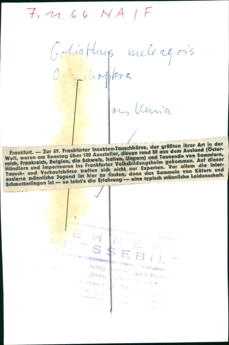 A pair of insects - Vintage Photograph