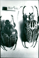 A pair of insects - Vintage Photograph