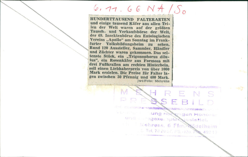 Butterflies - Vintage Photograph