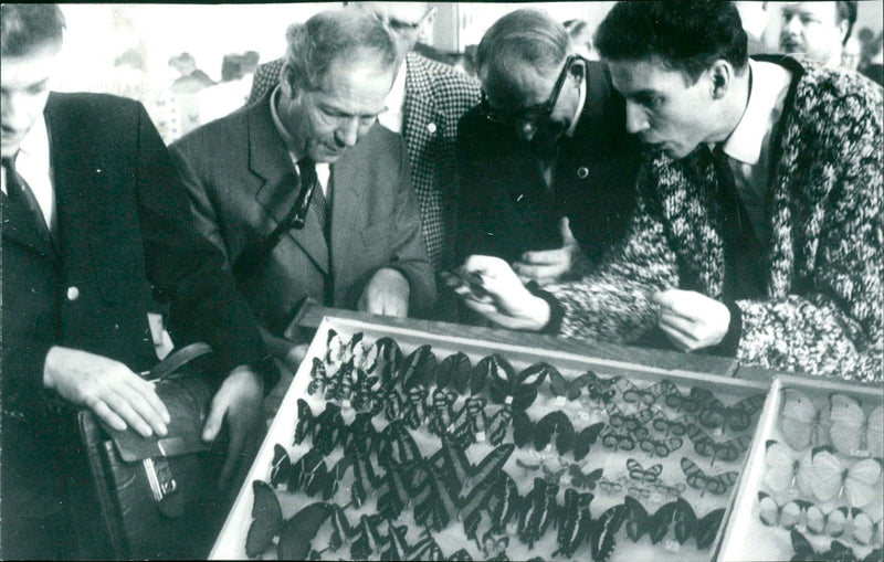 Butterflies - Vintage Photograph