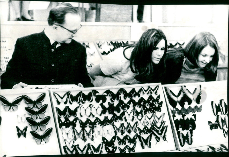 Butterflies - Vintage Photograph