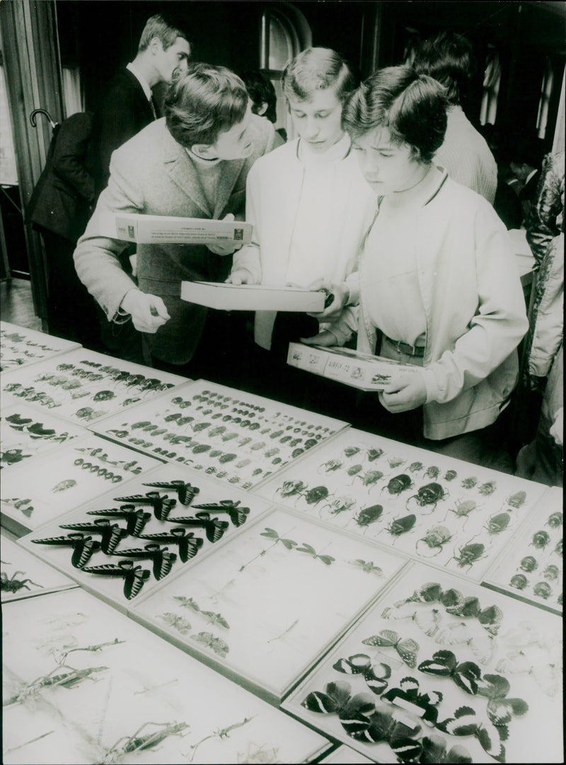Insect exchange - Vintage Photograph