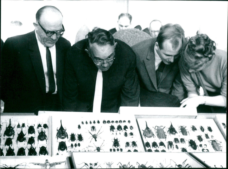 Insect exchange - Vintage Photograph