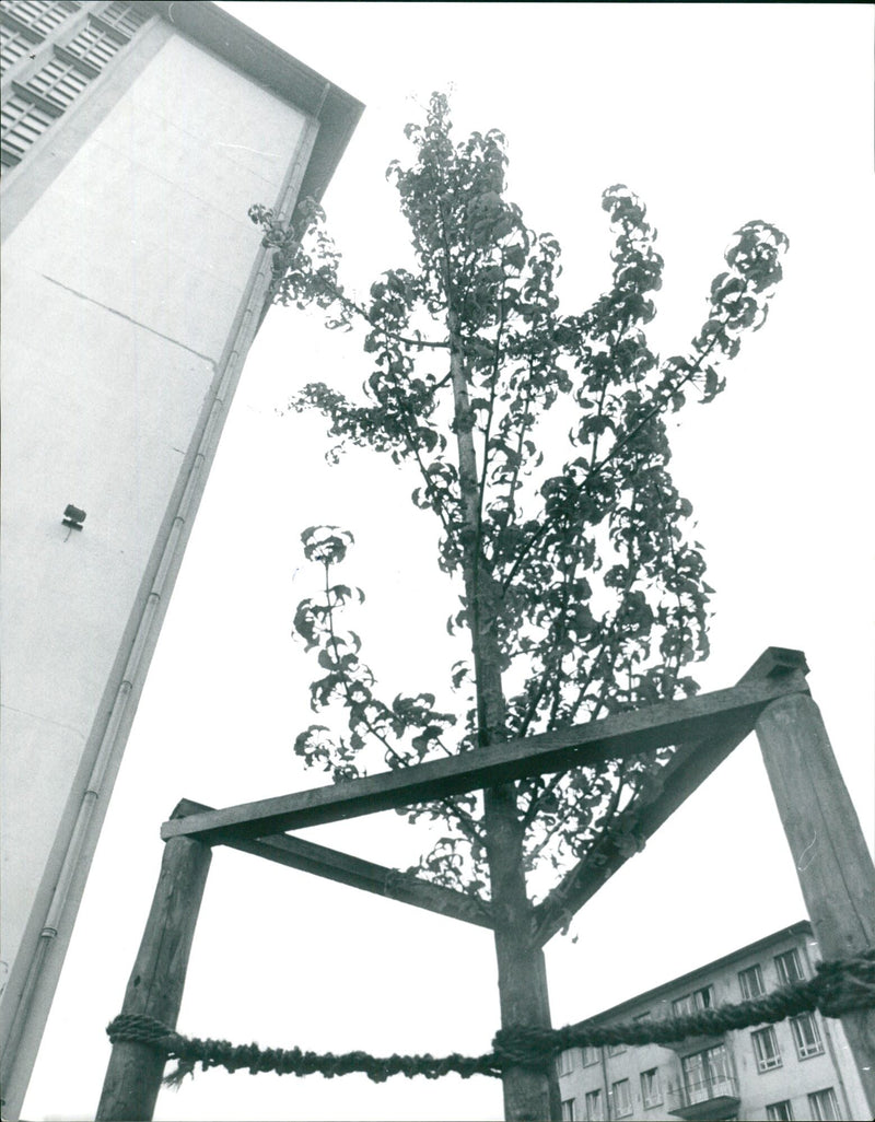 1983 CONSTRUCTION TREES IPFLEGESE GINGKO TREE HENSCHELST FFM FTOWARDS CON - Vintage Photograph