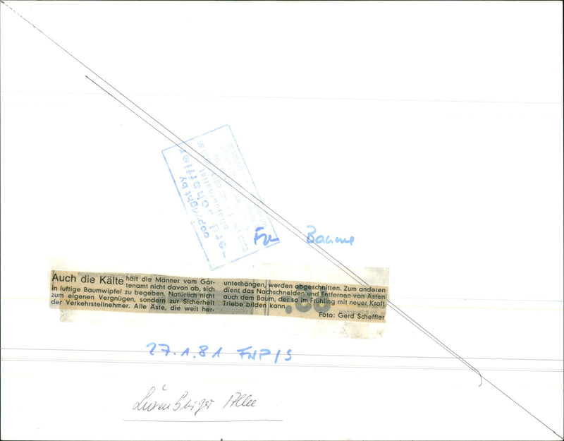 CONSTRUCTION IPFLEGESE TREES NOT DEFY COLD HENAMT - Vintage Photograph