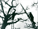 CONSTRUCTION IPFLEGESE TREES NOT DEFY COLD HENAMT - Vintage Photograph