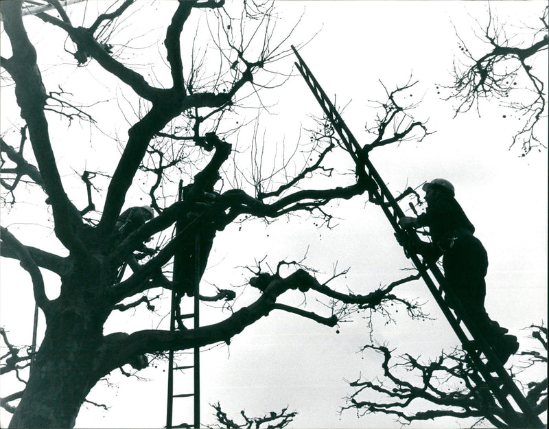CONSTRUCTION IPFLEGESE TREES NOT DEFY COLD HENAMT - Vintage Photograph