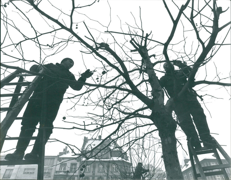 1982 CONSTRUCTION IPFLEGESE EMPLOYEES TURNED AROUND TREES FFM - Vintage Photograph