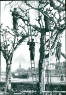 TREES IPFLEGESE GIA CONSTRUCTION IPF LEGESE - Vintage Photograph