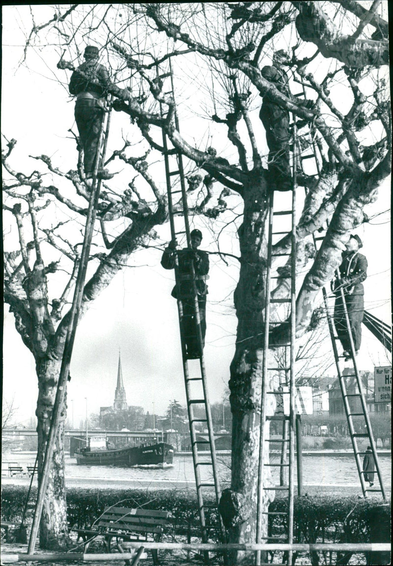 TREES IPFLEGESE GIA CONSTRUCTION IPF LEGESE - Vintage Photograph