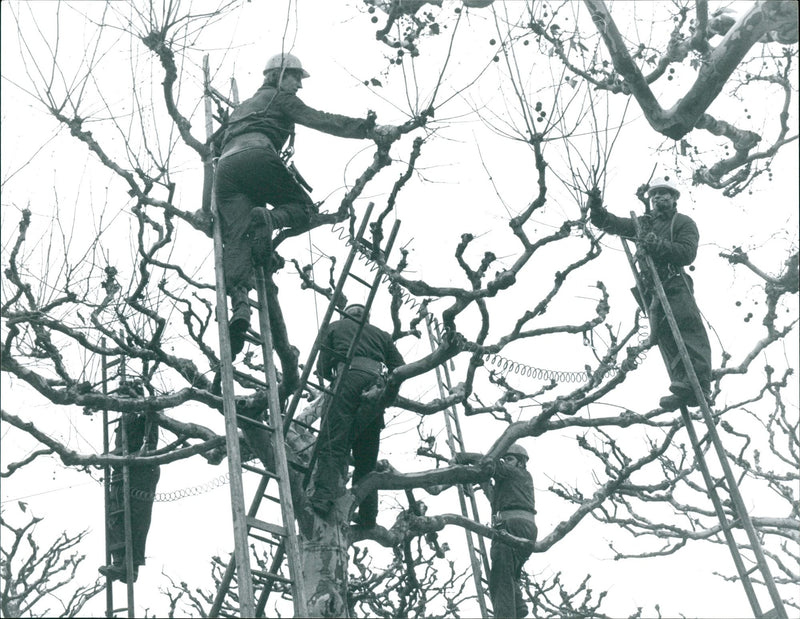 1982 trees in the park - Vintage Photograph