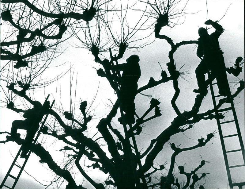 CONSTRUCTION TREES IPFLEGESE WINTER PICTURE BANKS - Vintage Photograph