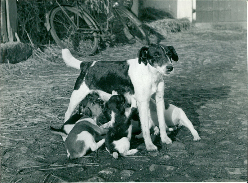 KINGDOM ANIMALS EXPEDITION INTO ANIMAL BEGINS LOOK - Vintage Photograph