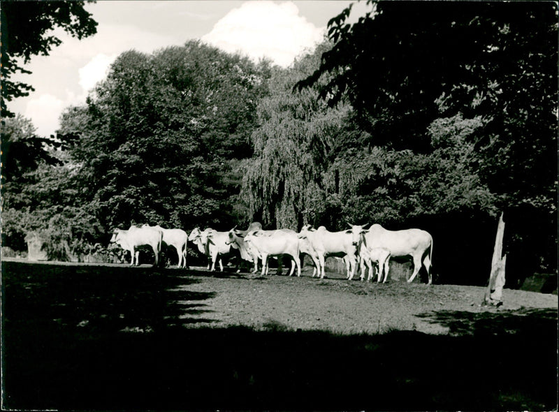 KINGDOM ANIMALS EXPEDITION INTO ANIMAL LOOK SOME - Vintage Photograph