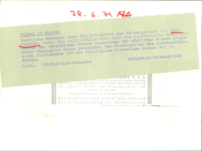 PYRMONT COTIC WAFFLES ARE ATTRACTION PALM GARDEN BAD RMO PRESS - Vintage Photograph