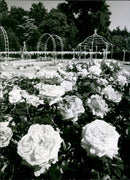 HEILBRONN HAS UNRESTRICTED RIGHT USE - Vintage Photograph