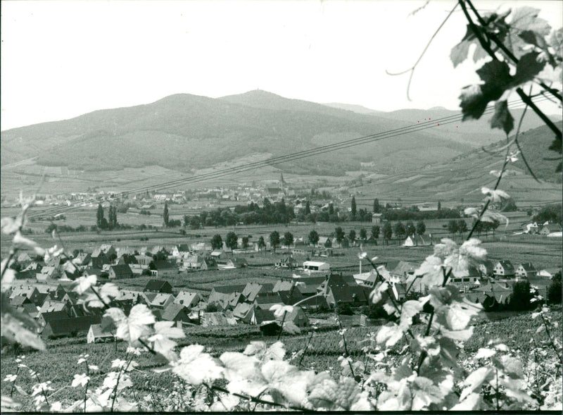 COLMAR AUTUMN WHEN LEAVES MANY COLORS RIDE THROUGH ALSAC - Vintage Photograph