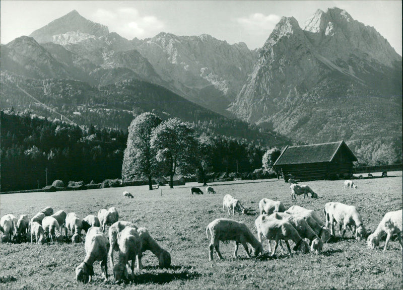 AUTUMN MONTHS ARE JUDGED PARTICULARLY WELL HEARING CLIMATE - Vintage Photograph