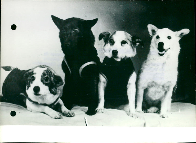 The four space dogs. - Vintage Photograph