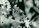 The first butterfly - Vintage Photograph