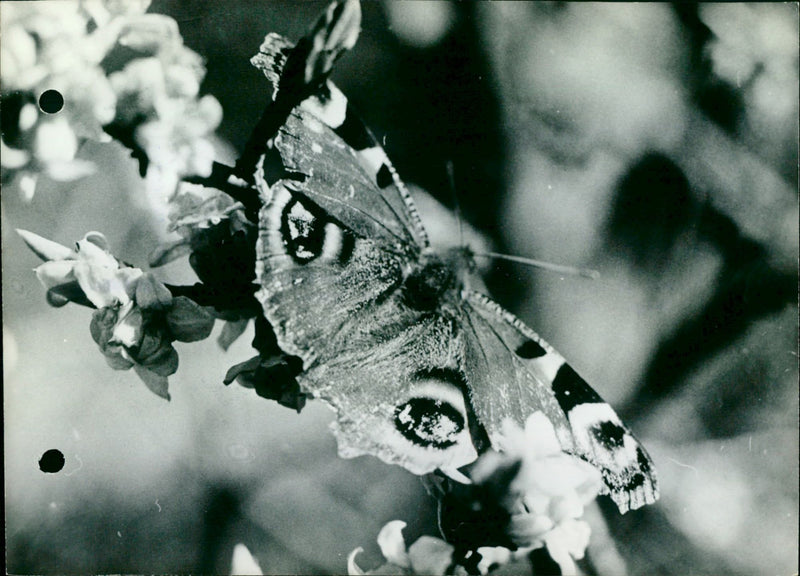 The first butterfly - Vintage Photograph