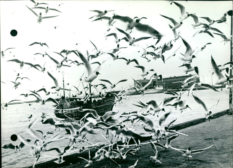 Mealtime is approaching - Vintage Photograph