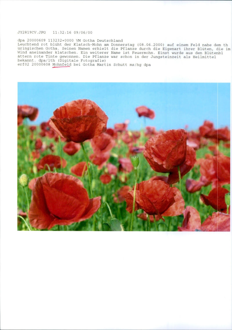 NARCOTICS PLANT GOT ITS PECULIARITY BLOOD WHICH CLAP - Vintage Photograph