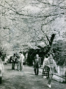 TOKYO CHERRY PEOPLE TOKYO CHERRY BLOOD JAPAN - Vintage Photograph