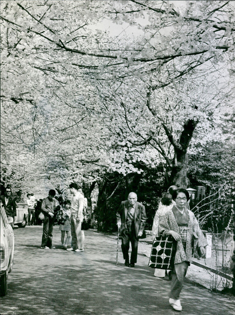 TOKYO CHERRY PEOPLE TOKYO CHERRY BLOOD JAPAN - Vintage Photograph