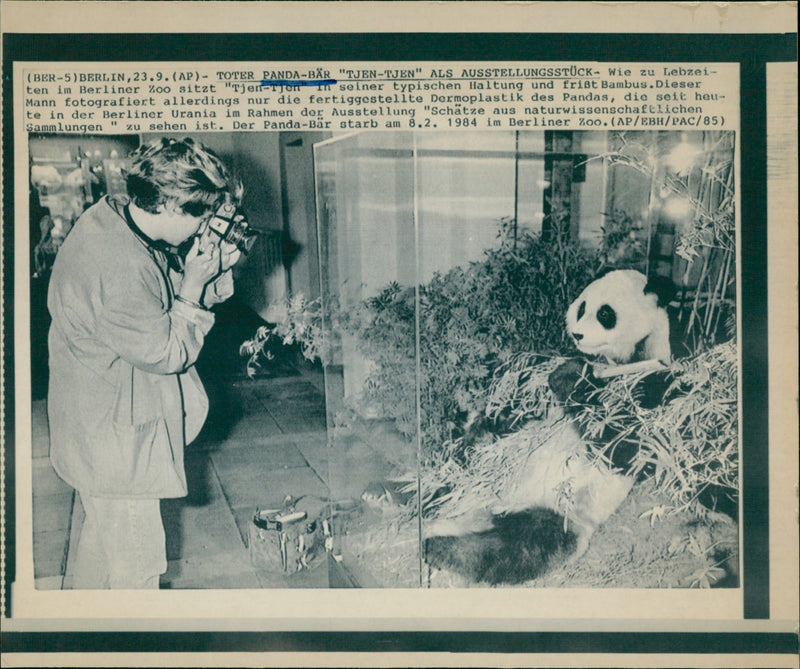 1984 PANDA BAR DIED BERLIN ZOO THIS HOWEVER ONLY - Vintage Photograph