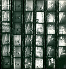 DURPIDLY DOG RACHA KODAK TRI PAN FILM SAFETY SHIMANO RHU - Vintage Photograph