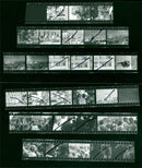 PEACE TRIP BERLIN TEN ANKDEN PEACE CANU DRIVER LEIPOLD FILM NUMB - Vintage Photograph