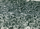 1984 - CROWDS SHOWING THE, CONCERT, LONDON - Vintage Photograph