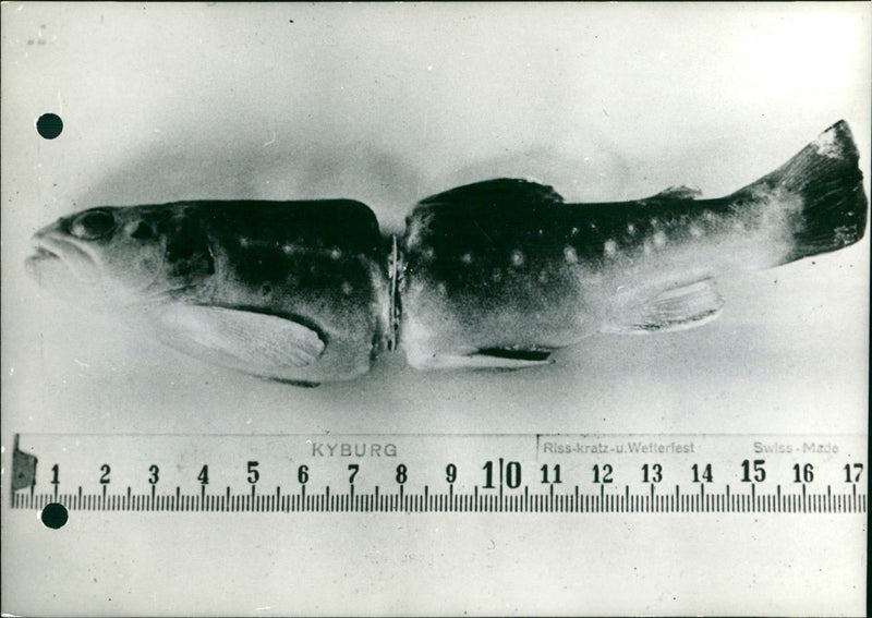 Strange phenomena of nature - Vintage Photograph