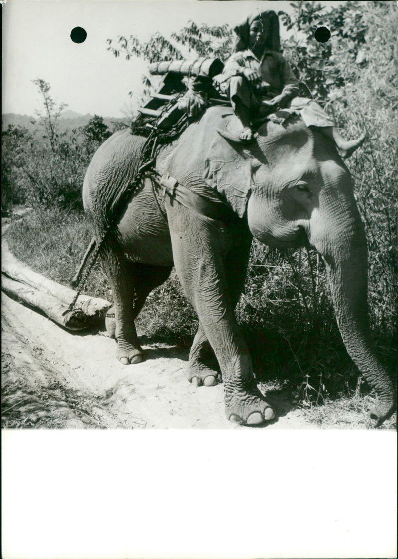 FEVRIER CRAVAUX PENDANT SOUVERAINS OFFICIAL THALLANDE BANGKOK ELEPHANTSDRES - Vintage Photograph