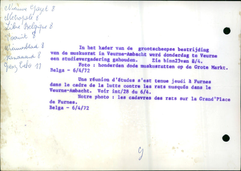 1972 AVRIL TENUE UNE SEST METWALE MUSKRATS BINNVAN GRANDSHEEP GROTE VEURNE MUSKR - Vintage Photograph