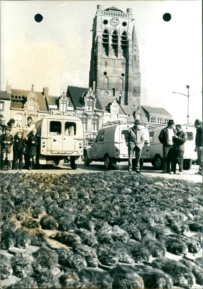 1972 AVRIL TENUE UNE SEST METWALE MUSKRATS BINNVAN GRANDSHEEP GROTE VEURNE MUSKR - Vintage Photograph