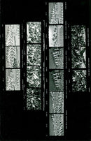 DISCUSSION PROMO OPENING VIEWERS WEXIKANER SAMBREROS ERO DISC FILM - Vintage Photograph