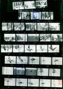 BIATHLON ALEXANDER JELISAROW GERD BRD ESKO SAIRA FIN DENN FILM - Vintage Photograph