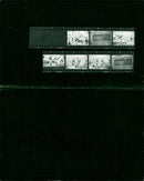 BLOOD NITA POCO MYLES YOHN GHANA PAVONI PIERFRANCESCO TEL - Vintage Photograph