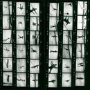 1986 STARS INGA GAUTER TSC PEGGY SCHUM STEWZEZ OYU NARION ROBER ROBERT FILM - Vintage Photograph