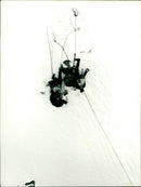 CURRENTLY SHOOTS MOVIE WHO NEXT DESPITE ALL WARS - Vintage Photograph