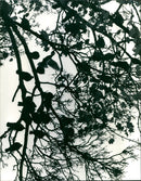 1978 PIGEONS AUSGAL TO LETTER WRITER WINOG OUDS BARU DOO BOC FREE RESETS - Vintage Photograph